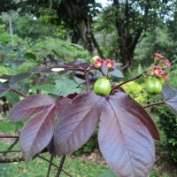 Jatropha gossypiifolia L.